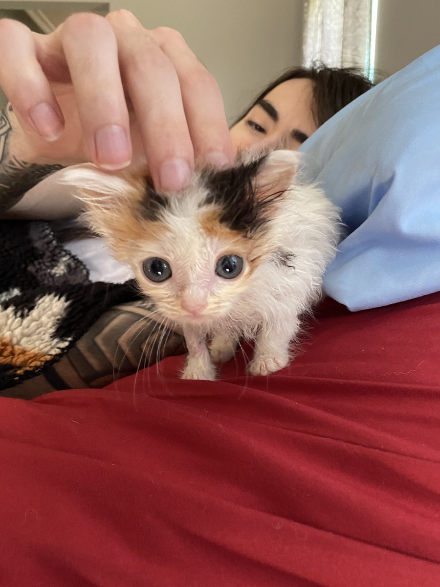 MoistCr1TiKaL's tweet image. Just a reminder that my cat is the cutest in the world