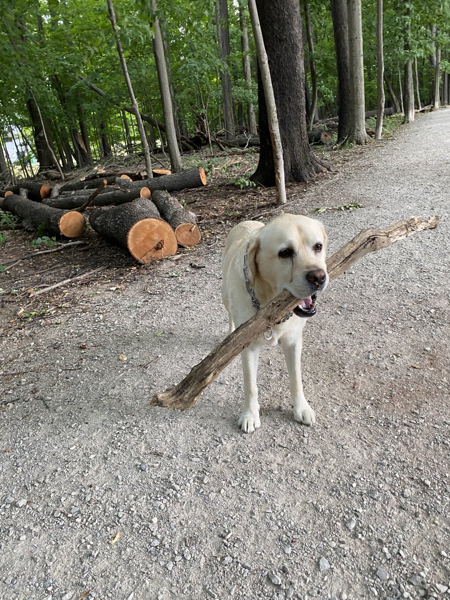 xvermonter61's tweet photo. So multiple sticks to choose from but I went with the manageable one! And still exhausted once I got home! Happy Sunday! #DogsofTwitter #SundayStick https://t.co/ynERFolI0M