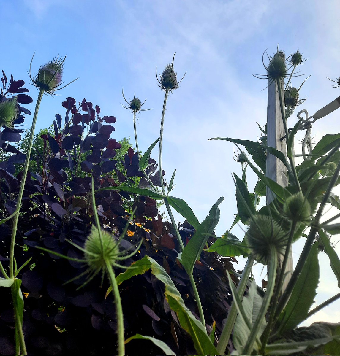 knowles_ali's tweet photo. Sunday Evening #Sunday #Evening #Vibes #Garden #Nature #nonplastic 😊💕 https://t.co/MwcRC5P9X6