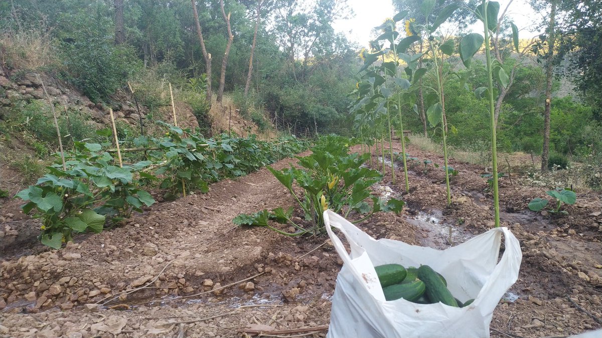 GoiatzLopez's tweet photo. Comienza la cosecha si queréis pepinos y calabacines de la Sierra, ya sabéis MD😎. https://t.co/noLpEc270M