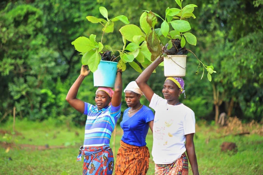 FondationYes's tweet image. Merci à toutes ces braves et dignes femmes du village de KADIOLA(sous préfecture de KIMBIRILA sud  pour cette mobilisation.
#Yesfondation.                                                    #Sodefor