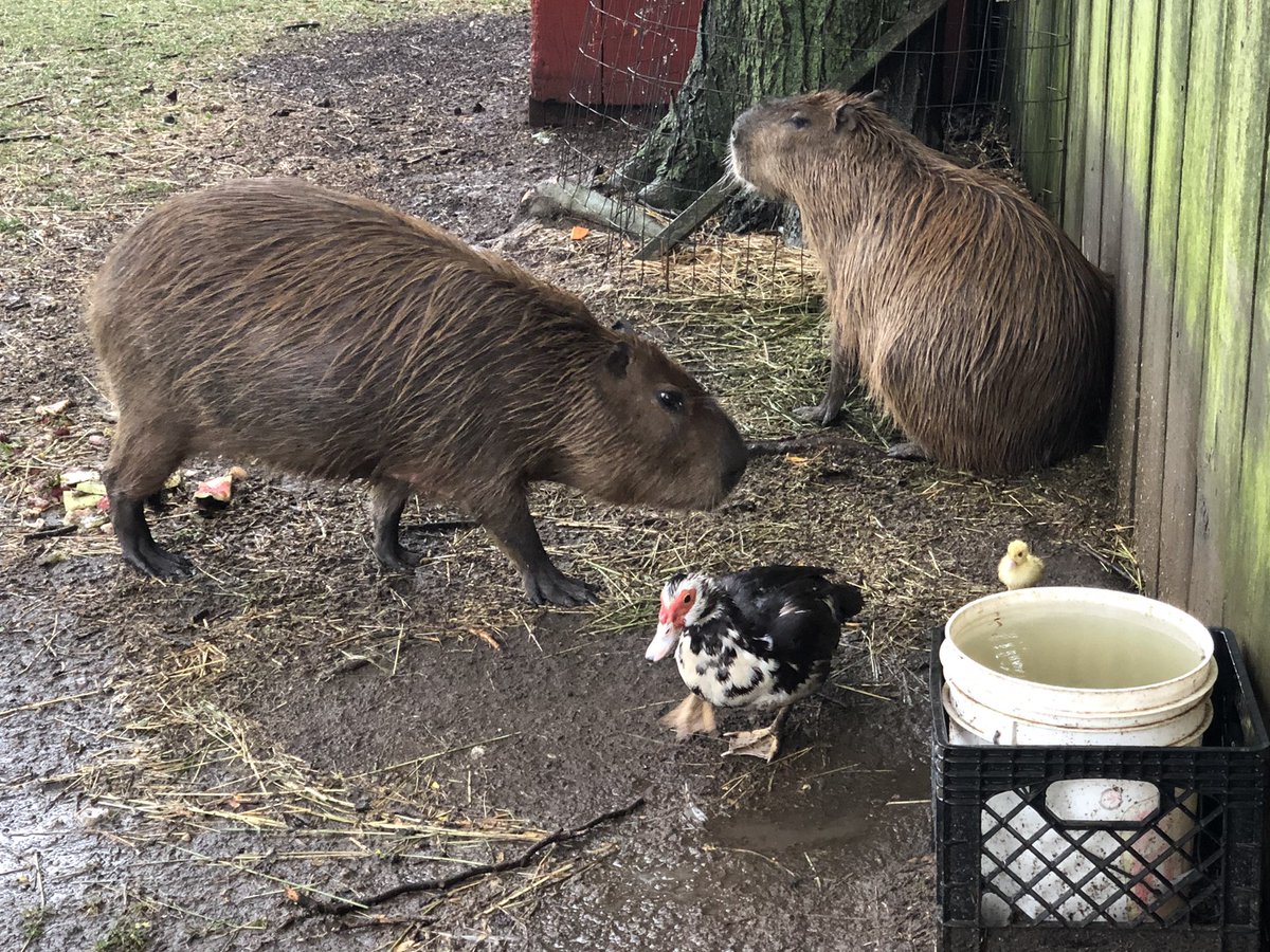 ZuzzleQT's tweet photo. Got to spend part of my birthday staring at my favourite animal. <3 Capybara <3 https://t.co/p88MqaPsk7