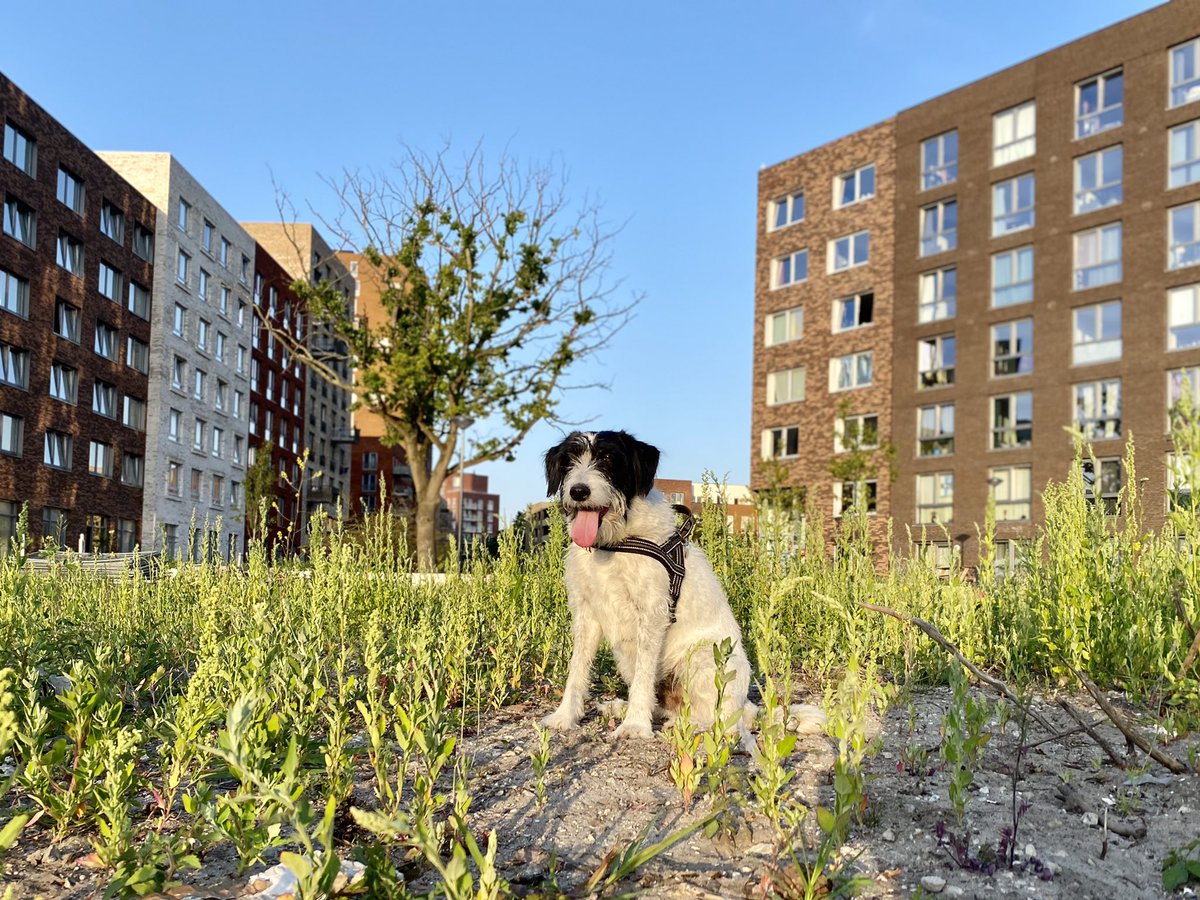 Ik mis de gewoonte: vanavond tijdens het uitlaten van m’n hond Fikkie helaas geen <a href="/ajboekestijn/">Arend Jan Boekestijn</a> en <a href="/robdewijk/">rob de wijk</a> + <a href="/hugoreitsma/">Hugo Reitsma</a>.