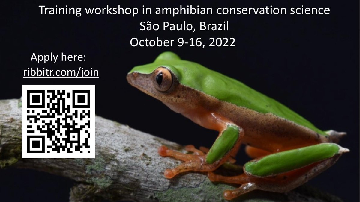 RIBBiTR_BII's tweet photo. Are you interested in integrative biology and amphibian conservation?
RIBBiTR is hosting a training workshop for grad students and postdocs interested in amphibian conservation!
Applications accepted in English, Português, and Español. 
Deadline: August 1st, 2022 https://t.co/YFo4MWb8ef