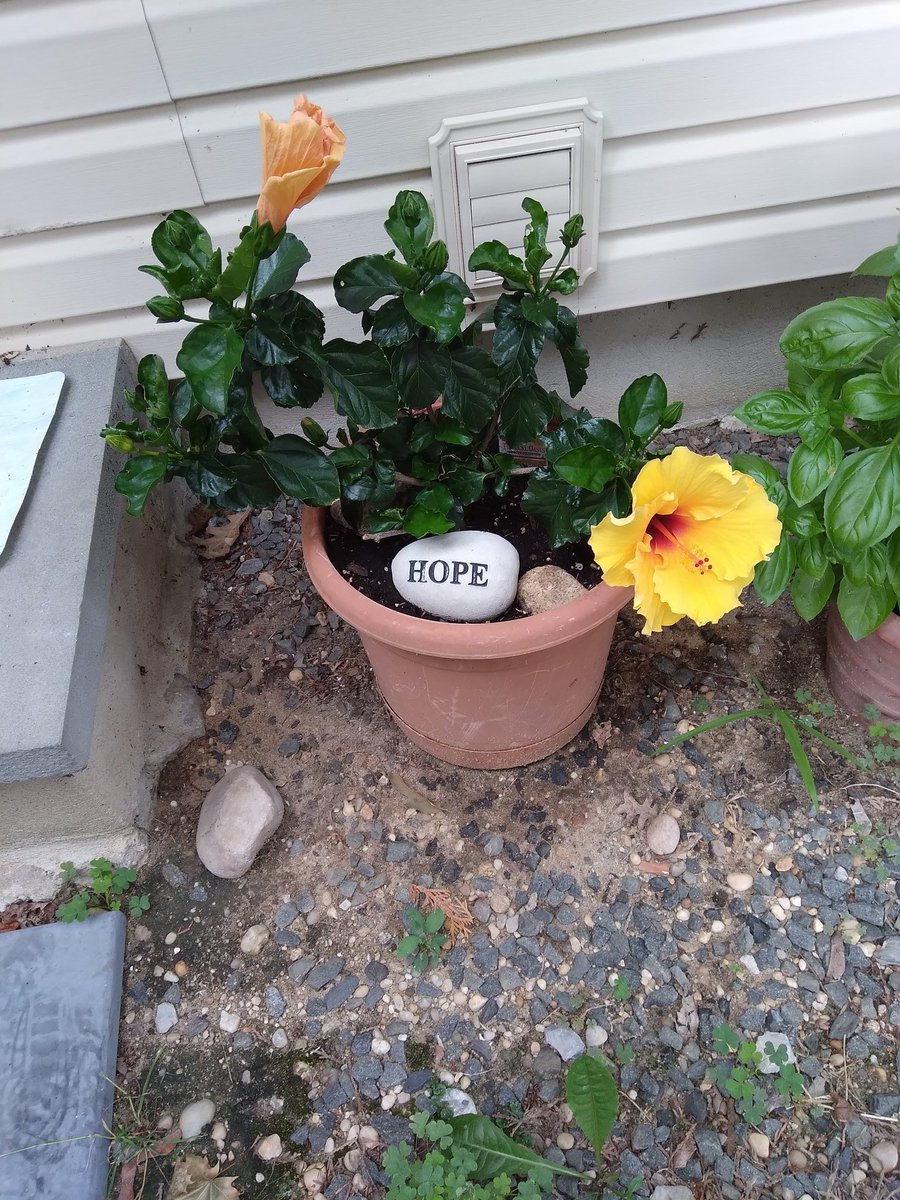 BadKitty2023's tweet photo. Ok, this was yesterday day 2... 1st bloom stayed closed all day (should've picked it n made tea) 2nd bloom yesterday n today closed. so beautiful,
rare in da bloom 🤗 #GodIsSmiling https://t.co/Y5QnDhioZP
