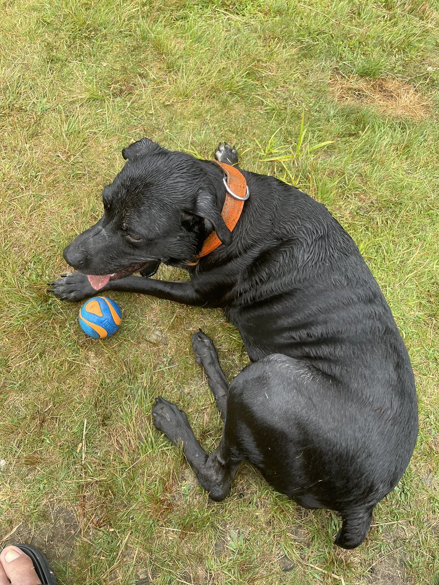 thebigriga's tweet photo. Random dog has tags.
Name is Moe. Wonโt leave my side.
Owners are 1 hour away.
They think he jumped out a window ๐คฆ๐ฝโโ๏ธ
#randomdog https://t.co/c6Pkmwx4yh