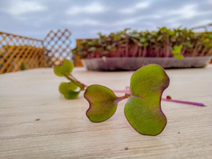 LaQuinta_Spa's tweet photo. #microgreens  pon a prueba tu creatividad y disfruta de comidas más coloridas, originales y nutritivas.
Portafolio de 12 especies de brotes cultivados orgánicamente.

Armar los #microgreens  que desees. 📲 +56967200583

#granjahidroponicaenazoteaurbana🌿 #gastronomíasostenible https://t.co/ARdOLZBTsq