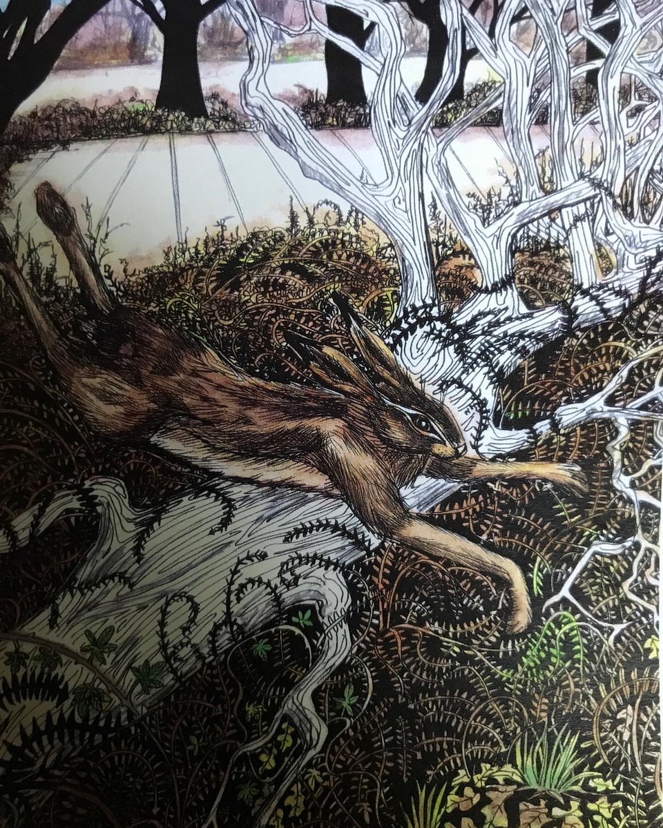 susiehammondart's tweet photo. Over the Fallen ink pen illustration with watercolour washes @susiehammondart #susiehammondart #suffolkillustrator #suffolkartist #suffolkuk #ArtistOnTwitter #suffolkcoastandheathlands #eastanglianartists #eadt #eastanglia #brownhares #suffolkhares # https://t.co/MgkFWUNxE3