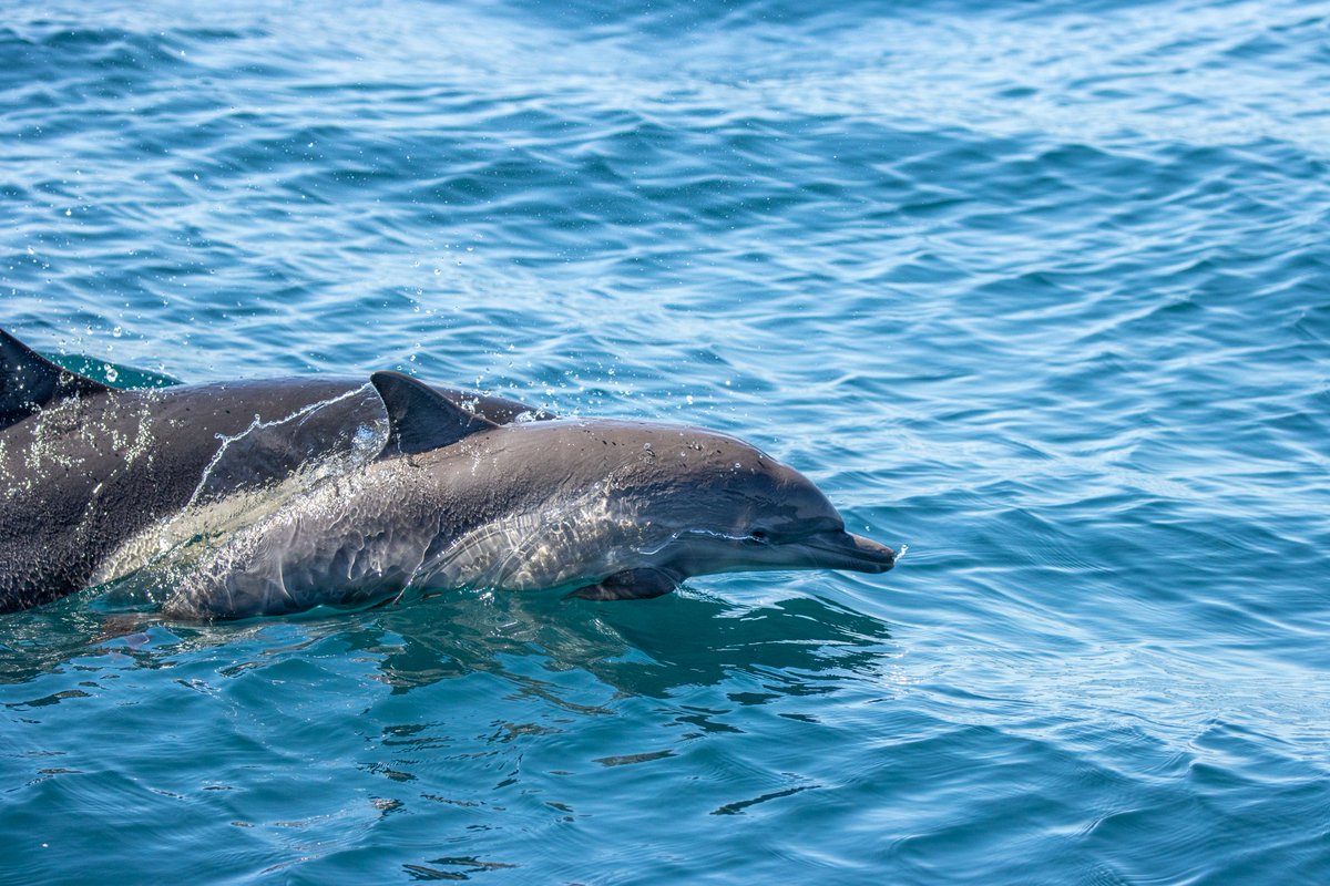kklifts's tweet photo. Not cats today, but last week we went whale watching and saw newborn dolphins &amp; a Mola Mola Sunfish! https://t.co/cBdEpEseNX