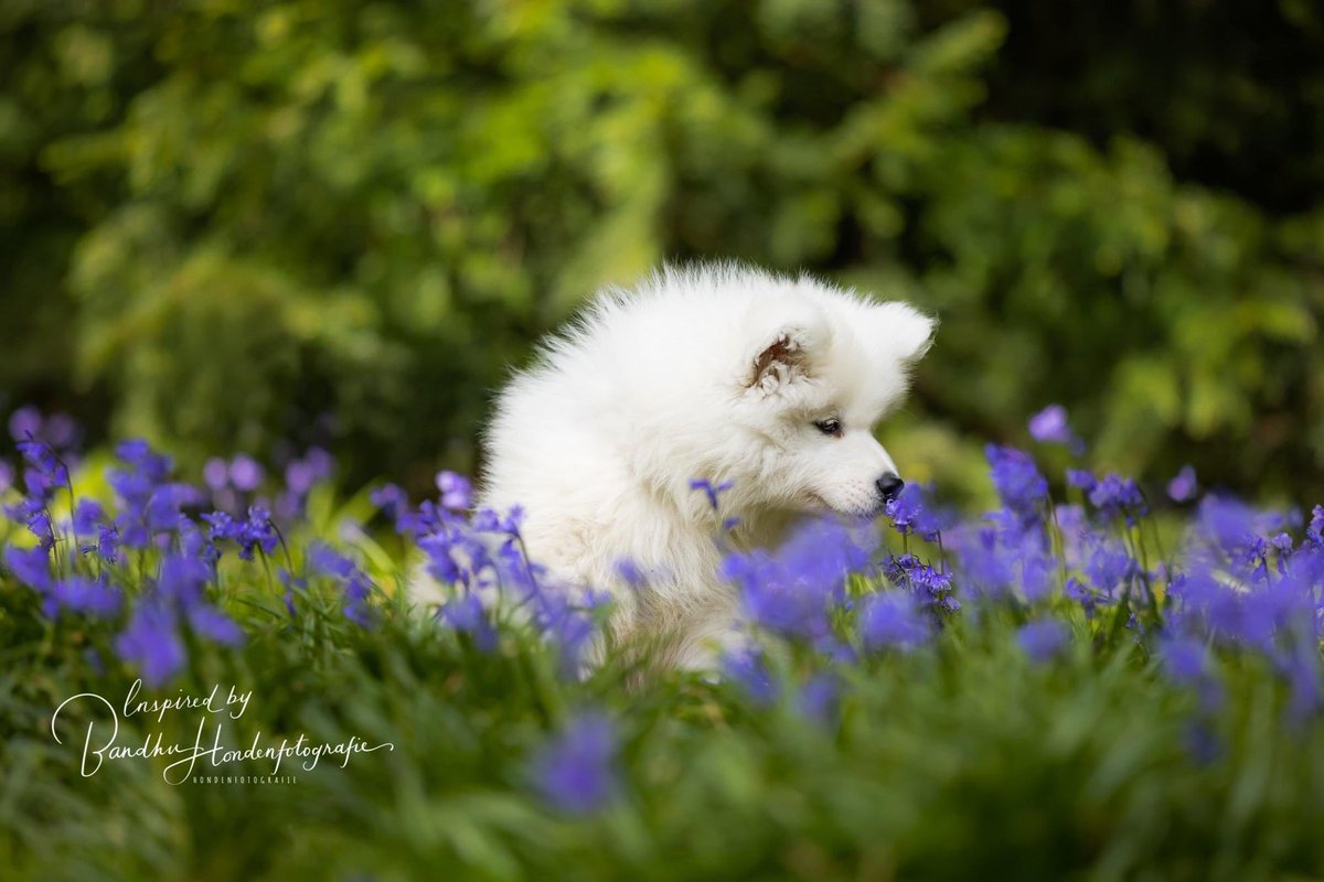 dogcases's tweet image. Ik ontdek de wereld met m’n neusje #samojeed #jouwhondopdefoto #hondenfotograaf #puppyshoot