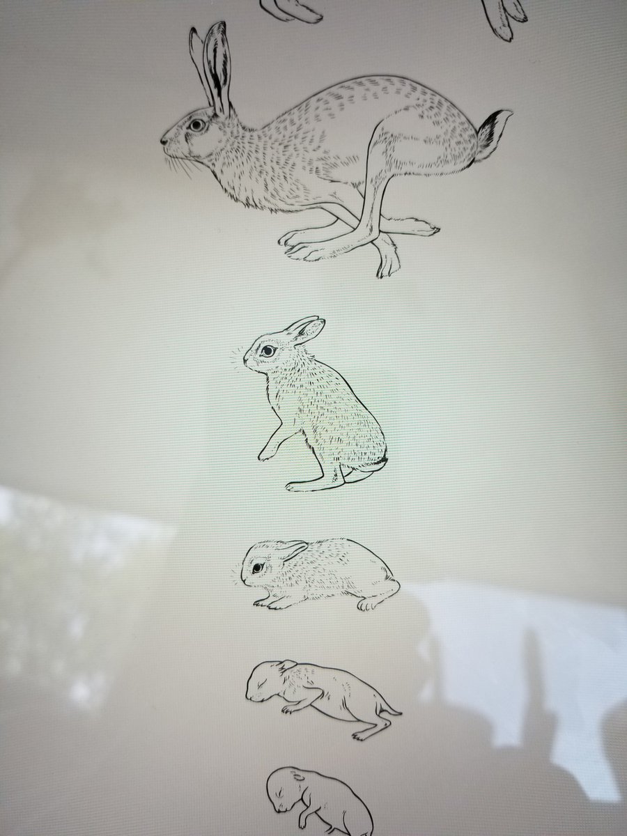 Working on a Hare...I'm pretty certain about my first tattoo now I think....:) Very excited about this one
