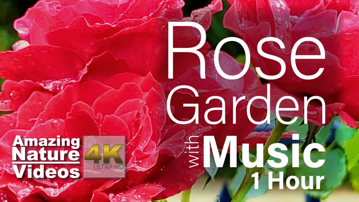 1amazingnature's tweet photo. New #nature video with #relaxing #pianomusic! Perfect for #meditation, #yoga, #studying, or just relaxing. This #YouTube is for people who love #roses and #flowers. #1hr #4KUltraHD. I hope you enjoy! https://t.co/qJXbM7xAxu https://t.co/rrhqPaLo8j