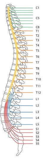 laboratoriosje's tweet photo. **Músculos clave para valorar nivel motor

C2-4
Pectoral
C5
Bíceps-braquiorradial
C6
Extensor carpo radial
C7
Tríceps
C8
Meñique
T1
Interoseos de la mano
L2
Iliopsoas
L3
Cuadríceps
L4
Tibial anterior
L5
Extensor del 1er-2do dedo (pie)
S1
Sóleo-gemelos
S2-S5
Región y esfinter anal https://t.co/1yfn2gUkMn