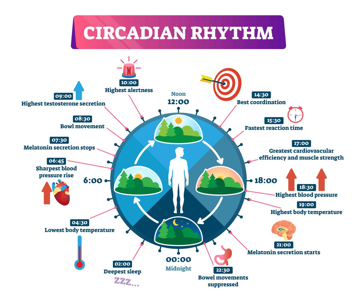 How to Become a Better Human By Training Your Circadian Rhythms