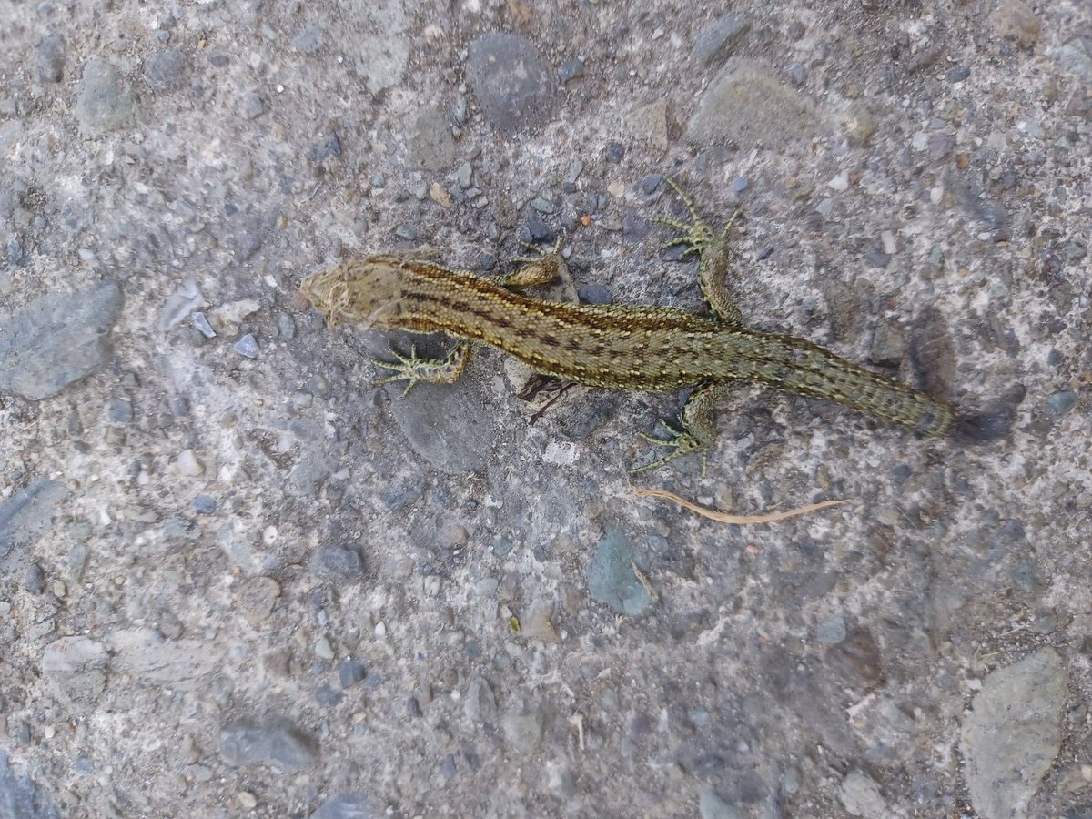 Anyone know what this is? About3/4"in lenght.