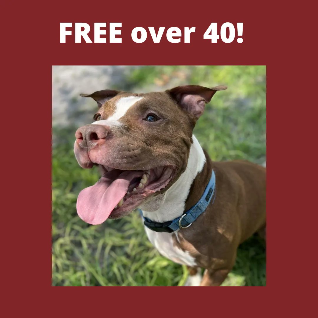 HumaneTampaBay's tweet photo. LAST DAY 🐶 Today is the last day of our WAIVED ADOPTION FEE for dogs 40 lbs. or more!! Get a FREE dog tag too!! 💖 Meet dogs like 65 pound, 5-year-old Dean. Just look at his SMILE! Be his BFF? 🙌 https://t.co/5Lv0rLCAZU #WeAreHSTB #AdoptLocal #EveryLifeCounts #FreeAdoption https://t.co/426btVgg1i