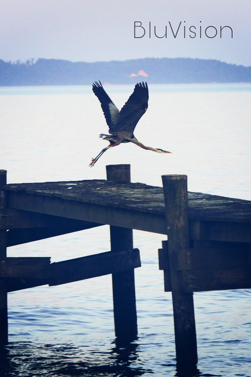BluVisions's tweet photo. Flight In Action: Part 2
#BluVision #Crane #birdphotography #dock #lakeside #birdsofinstagram #flight #takeoff #wingspan #bluvisionphotography #dmvphotographer #dcphotographer #dmv #maryland https://t.co/I0vXvJSMj2