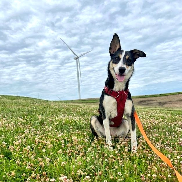 roguedetection's tweet image. With 24 #DetectionDogs in our pack, it's hard to highlight EACH of their incredible contributions to #ConservationScience. This is our *small* way of giving them &amp;amp; our #K9Handlers a #PawsUp for all their #GOODWORK in #WildlifeConservation! 🐾✊🏽

📸 New recruits, Circe &amp;amp; Violet 💋