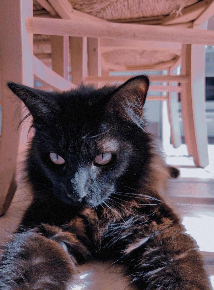 moonlightadele's tweet image. Hi Norman Reedus