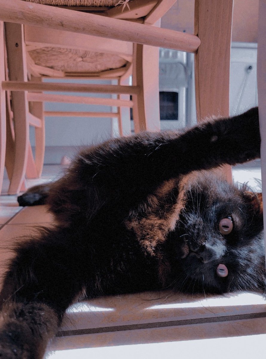 moonlightadele's tweet image. Hi Norman Reedus