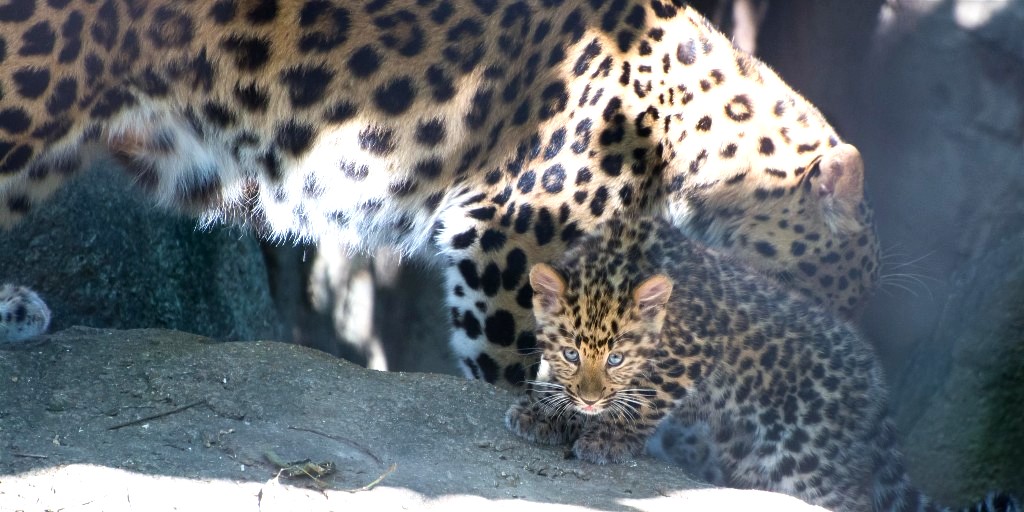 Irina the Curious Jaguar