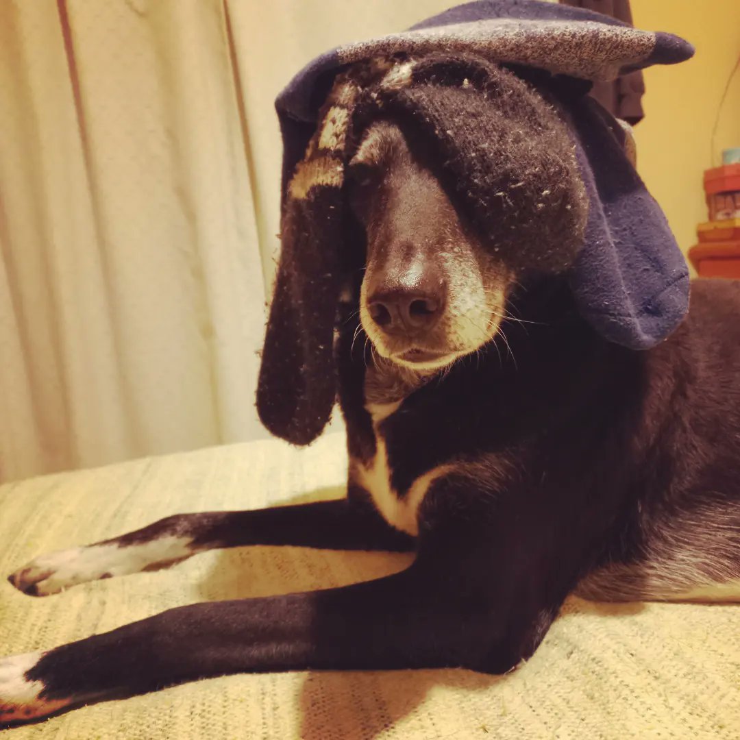 elnegrochicho's tweet photo. - Pero! Que es eso Negro vago??!!
- Ashhhateee papi. No vesh que esh el último glito de la moda??? Eshtoi en la onda #retro #hippiechic #vintage....
- Ahhh... mirá qué bien. Y pensás que así estás a la moda?
- Esshhí...A *mediashh*...
- 🙄
- #Ashhhh.... https://t.co/hzwCKym94h