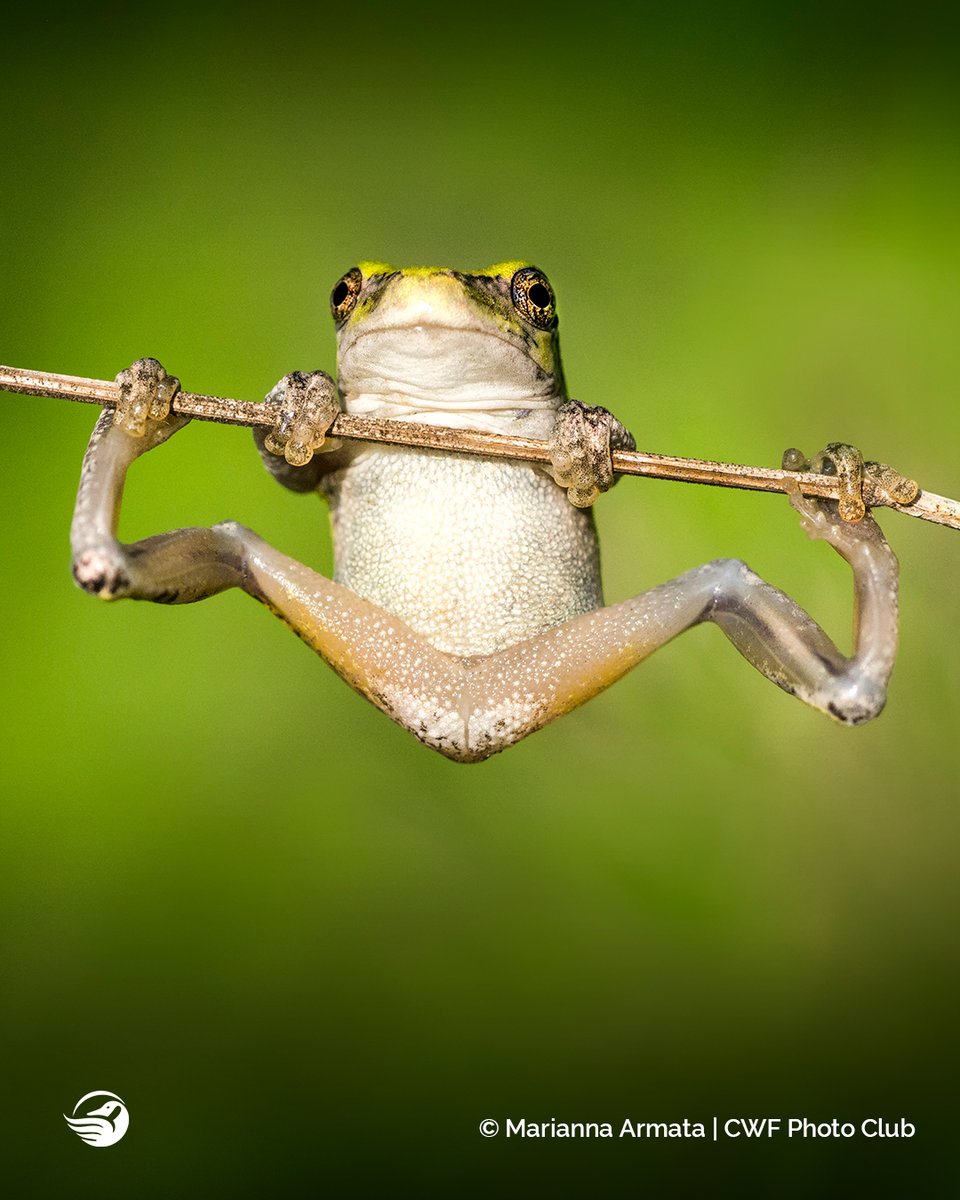 CWF_FCF's tweet photo. Happy #WorldEmojiDay! 😛

How are you feeling today? This #GreyTreeFrog is feeling strong and doesn't mind showing off a few chin-ups! 💪🐸

Drop an emoji in the comments down below! https://t.co/gE4vtrTBTi