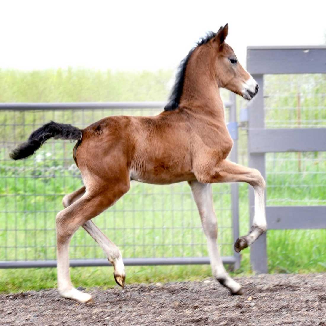 MorganShowcase's tweet image. A formidable pedigree stands behind this big, upheaded 2022 colt by WC GET BUSY! Whether you're shopping or surfing, don't pass by this opportunity for greatness!
morganshowcase.com/akira_johnny_b…


#MorgansForSale #MorganShowProspect #WorldChampionProspect #WorldMorganFuturity