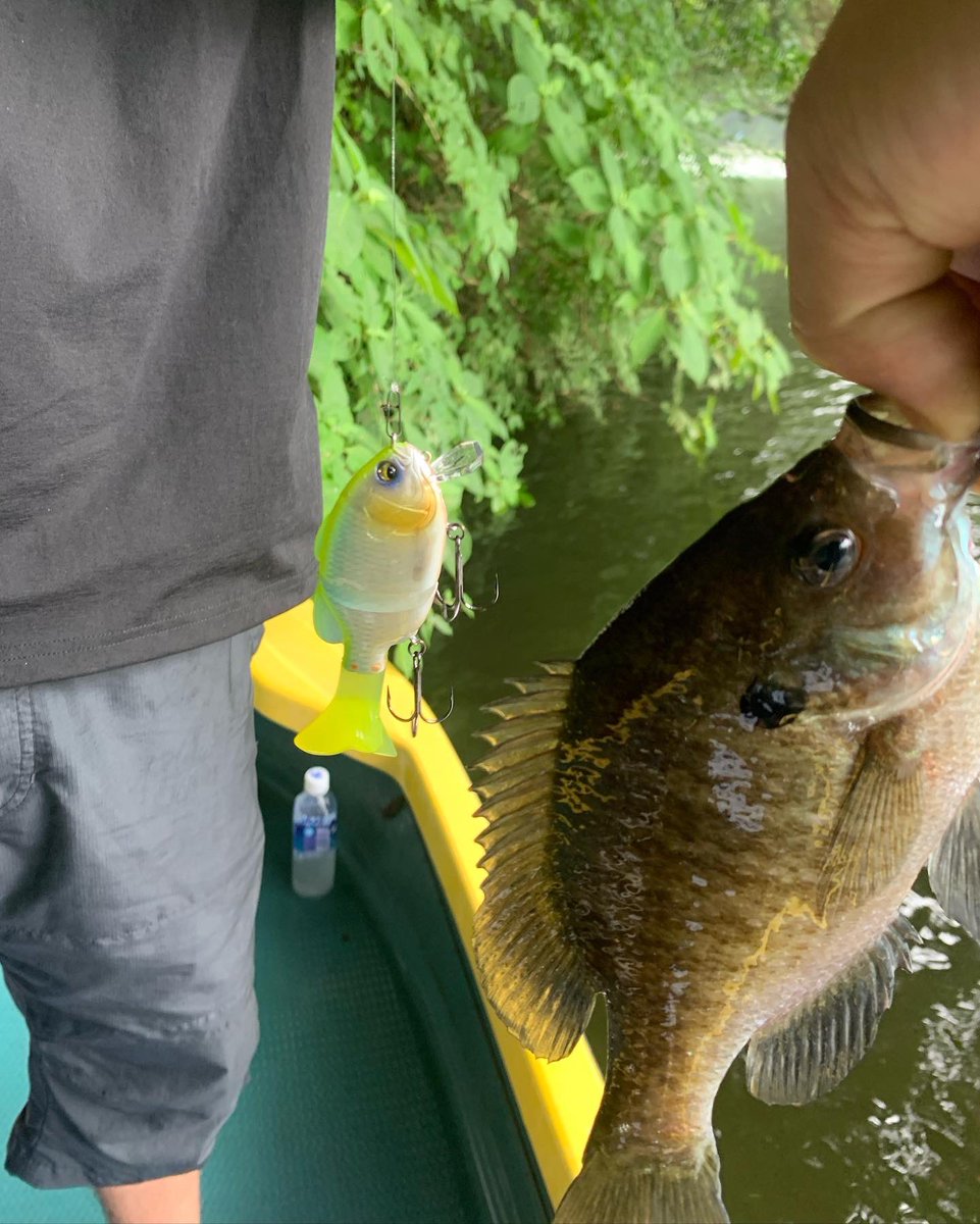 片倉ダムへ！ギルロイドミニーに変えた途端バイトラッシュでした！
＃片倉ダム
#イマカツ
#ギルロイドミニー