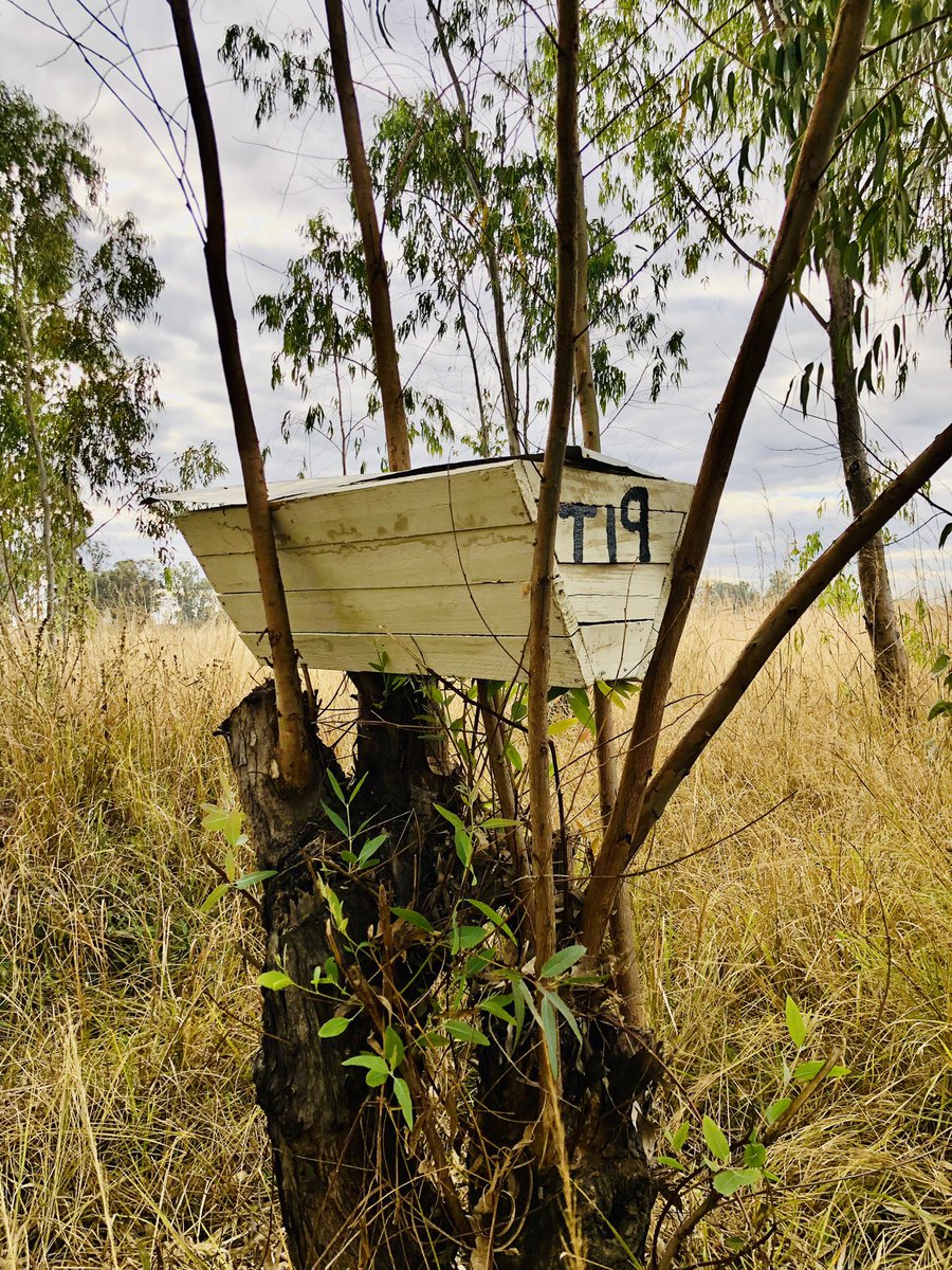 A lil something from my Sunday Farm Walks, views  @CatherineChipa would die 4
1. Cattle, Sheep & Goats in dry pastures
2. Haas 🥑 tree flowering @ 5months (1/150)
3. 1 week old puppies (11)
4. Beehive T19/30

@lindagabriel263 @ndakaripa @geryusuwaba @babatafi 

#ZimAgricRising