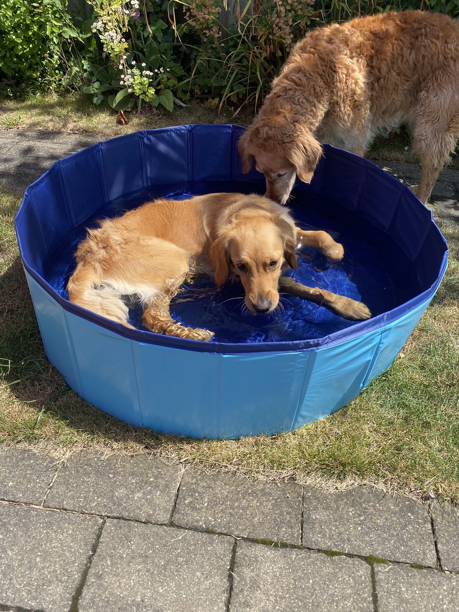 Meet Bertie! The newest member to our village pack - M says we are a super gorgeous crew! And M got us a new paddling pool this week 💦💦🐾🐾