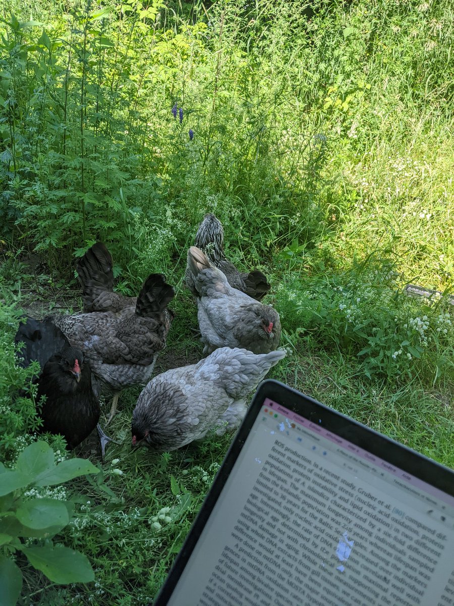 Sunday morning reads with chickens grazing in the background. This ain't so bad.
