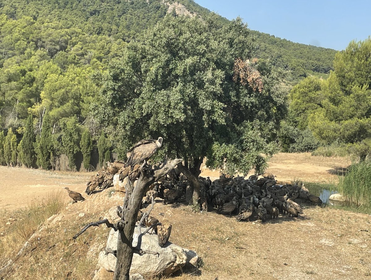 En Mas de Bunyol, observatorio de aves. Espectacular, os recomiendo alojaros y observar el gran trabajo de José Ramón, conocido como Buitreman 🦅

<a href="/Masdebunyol/">Mas de Bunyol</a> 

#layton #profesorlayton #masdebunyol #buitres #aves #observatorio #vacaciones #verano #naturaleza