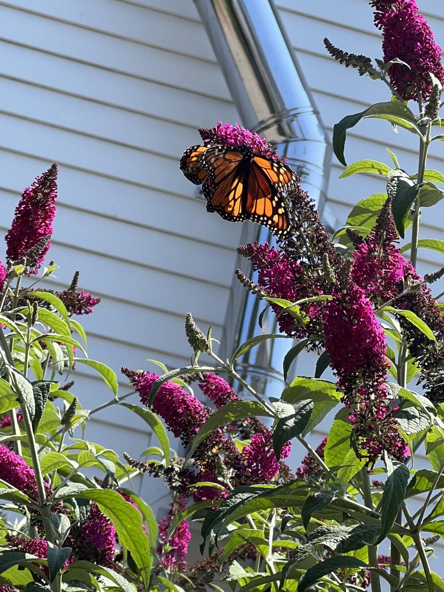 RevAnneCapeAnn's tweet photo. Eavesdropping on summer love. Makes my heart sing.
#Monarchs #ButterflyReport #SmallBeauties https://t.co/hoLWs3r5bi