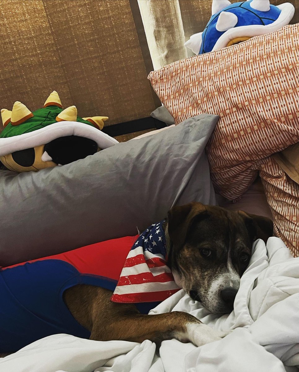 HolyMeauxly's tweet photo. Morning G 😘🐊🇺🇸 #Gator #G #GBaby #GatorTot #pitsky #pitskysofinstagram #dog #dogsofinstagram #puppy #puppiesofinstagram #goodmorning #FJB https://t.co/DcbyYgC61g