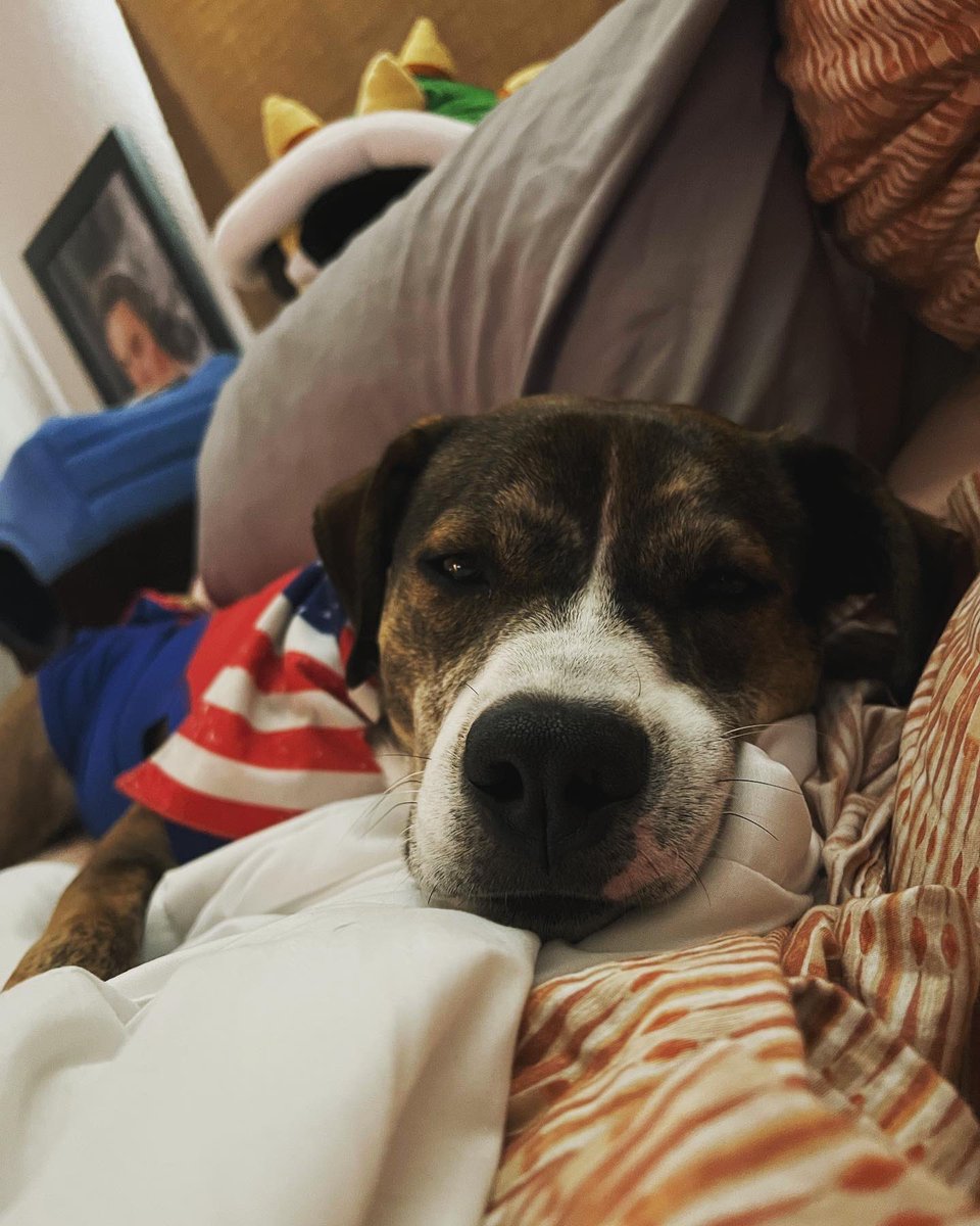 HolyMeauxly's tweet photo. Morning G 😘🐊🇺🇸 #Gator #G #GBaby #GatorTot #pitsky #pitskysofinstagram #dog #dogsofinstagram #puppy #puppiesofinstagram #goodmorning #FJB https://t.co/DcbyYgC61g