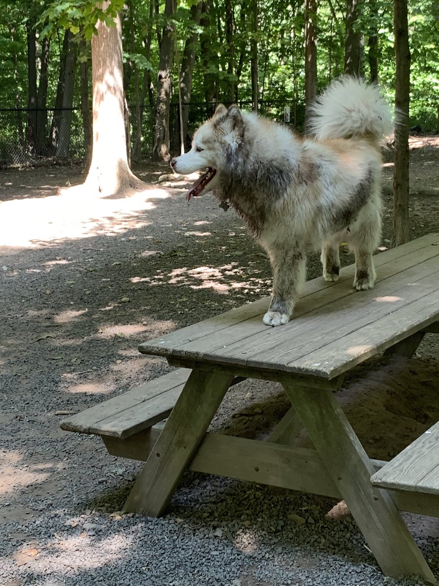 anthony_lollo's tweet photo. Successful dog park https://t.co/m0085ZSMs1