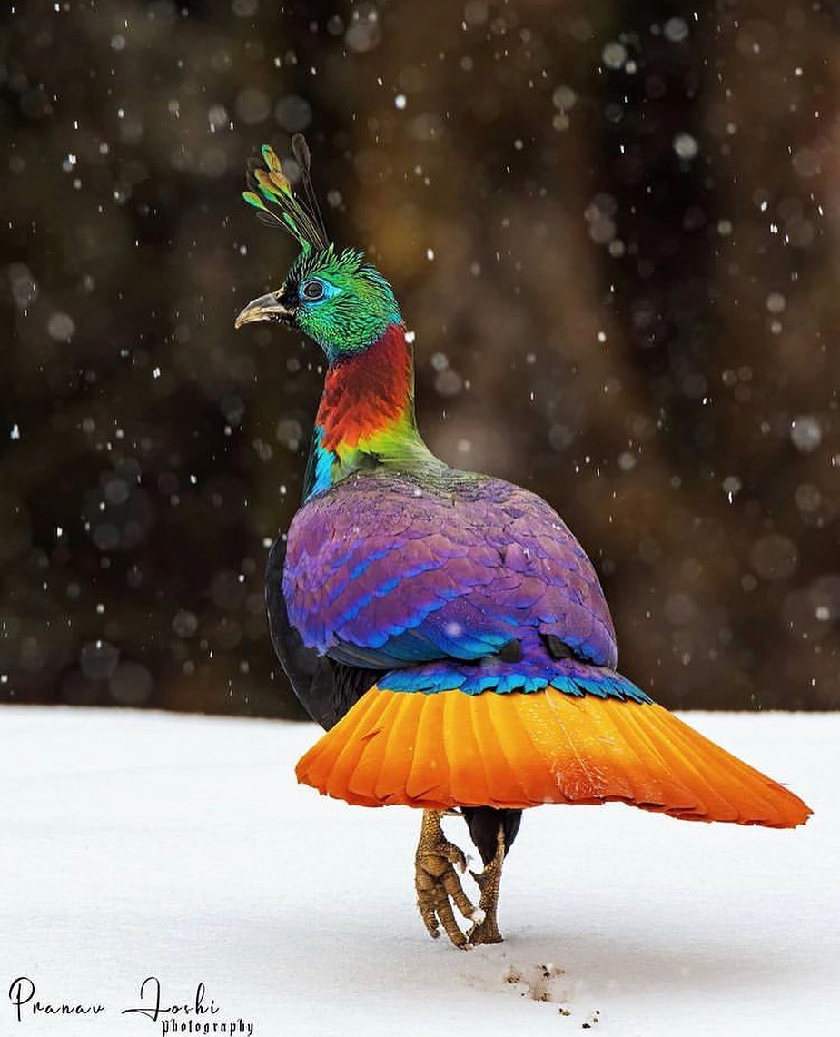 There is so much beauty in this world!!💞🌺💕 This is a Himalayan Monal. 
#BirdsPhotography #birds #HimalayanMonal #nature