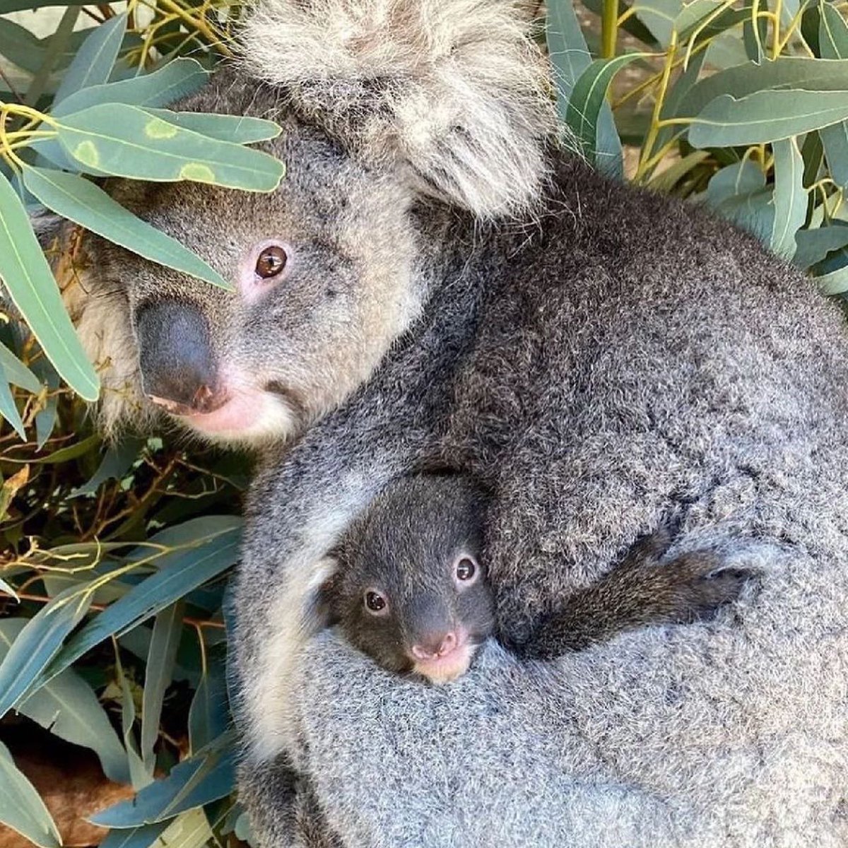 AusEmbCO's tweet photo. Feliz domingo para todos☀️
Es temporada de crías en Australia así que es momento de ver caritas adorables saliendo de las bolsas de su mamás ¡Bienvenidos al mundo! 🇦🇺🐨
📸 Caversham Wildlife Park
#onlyinaustralia #koalitytime https://t.co/RuQOpP6HmW