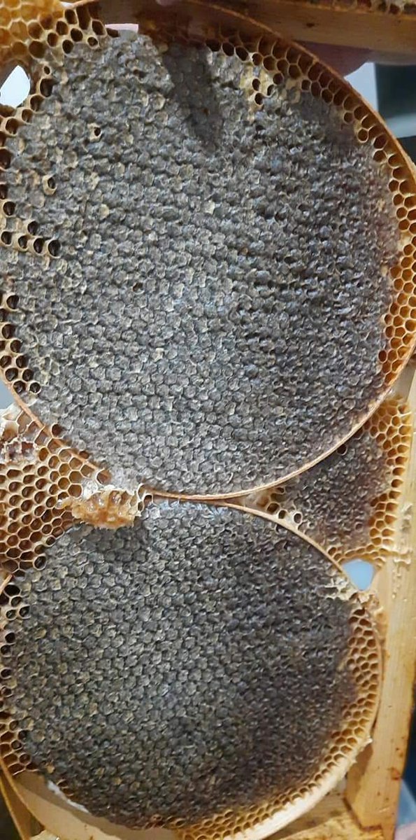 #Amasya#gümüşhacıköy#kağnıcı köyü..şekersiz bal...şifa niyetine...