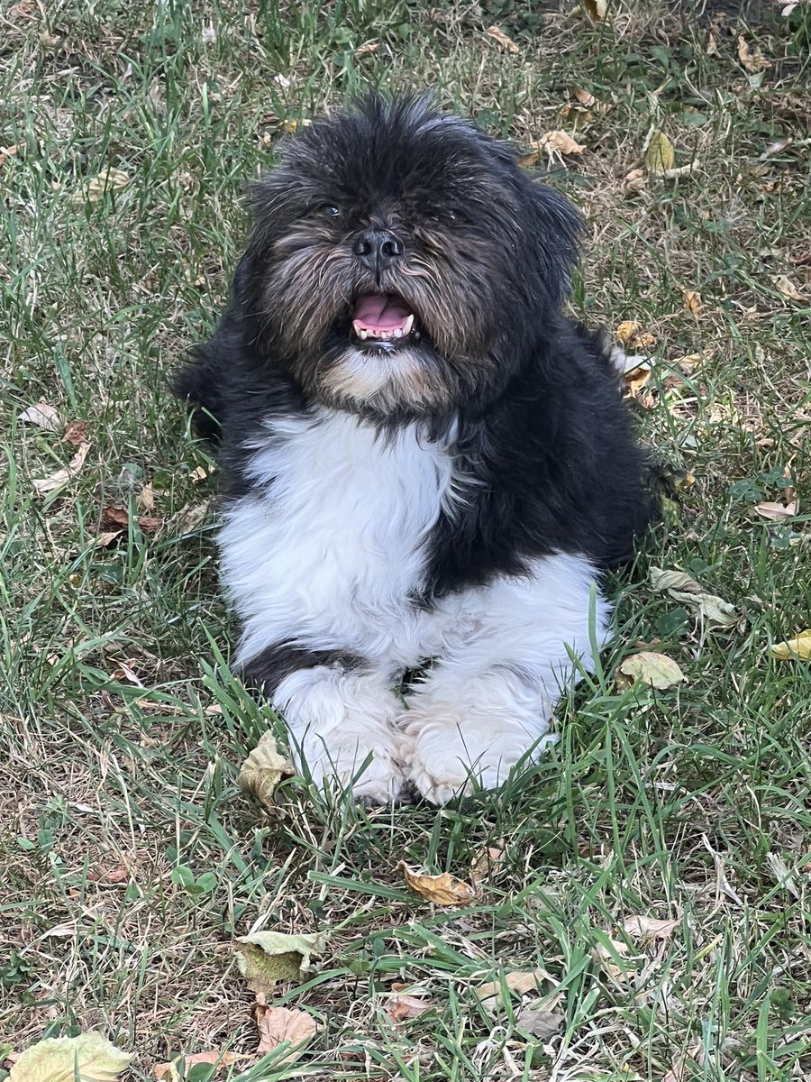 pasturegreen_'s tweet photo. Lily one of our Lhasa Apsos enjoying the shade #lhasaapso #lhasa #lhasas #hotweather #heatwave #lhasaapsos https://t.co/Ewd2WtFRiL