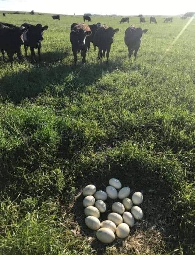 Para los que no saben de campo, así son los huevos de vaca. 🐄🥚