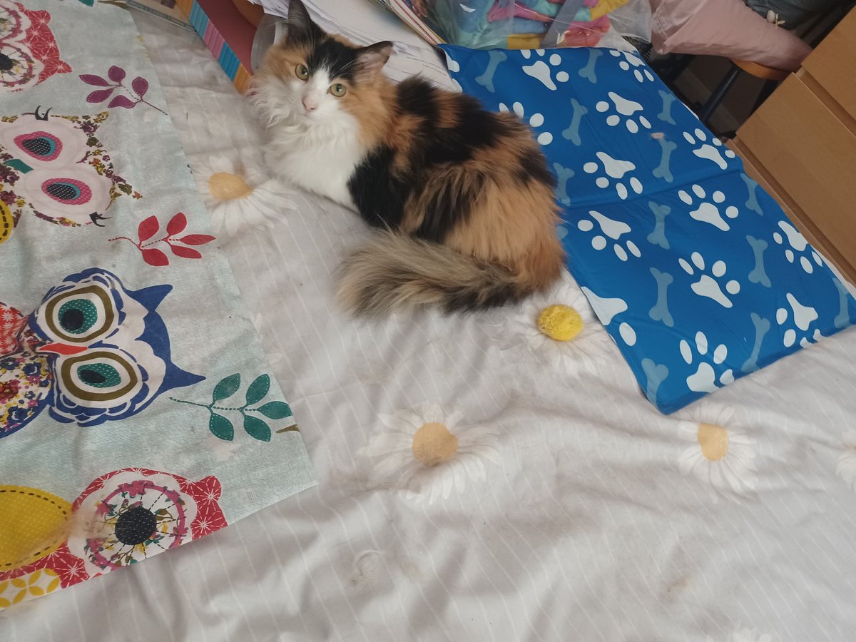 maisieandruby1's tweet photo. Just sitting next to the cool mat
Don't want to catch a chill.
πΉ
#catsoftwitter #caliocrew #heatwave https://t.co/vtLixwdVEg