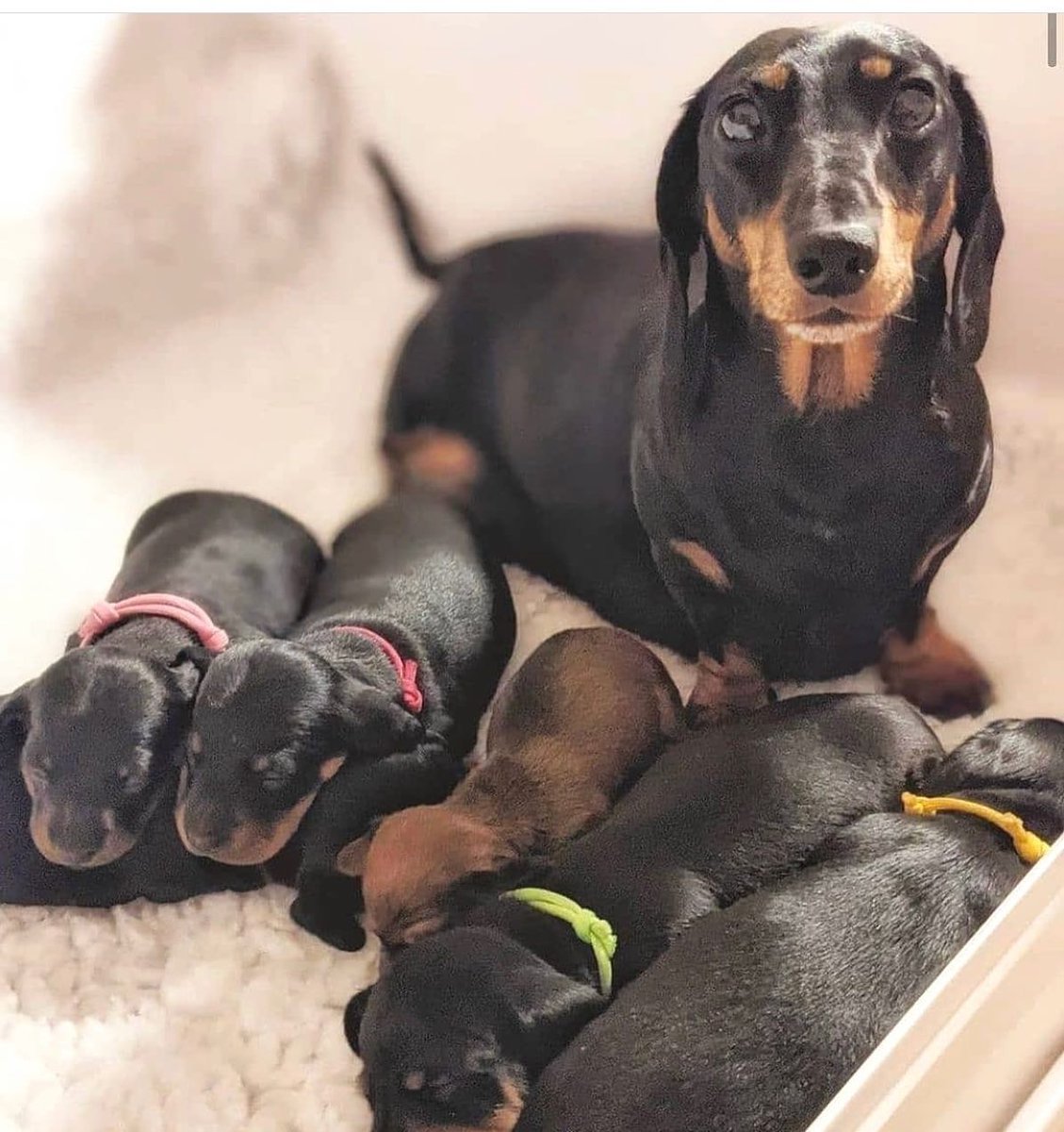 Cute or not??🥰
#Dachshund #Dachshunds