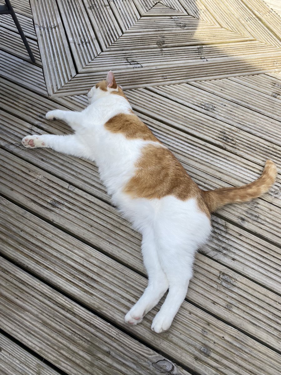 Marleythecat14's tweet photo. #hotkitty #CatsOfTwitter #cats #catlovers #catboy 😻 https://t.co/2x8tPaswKr