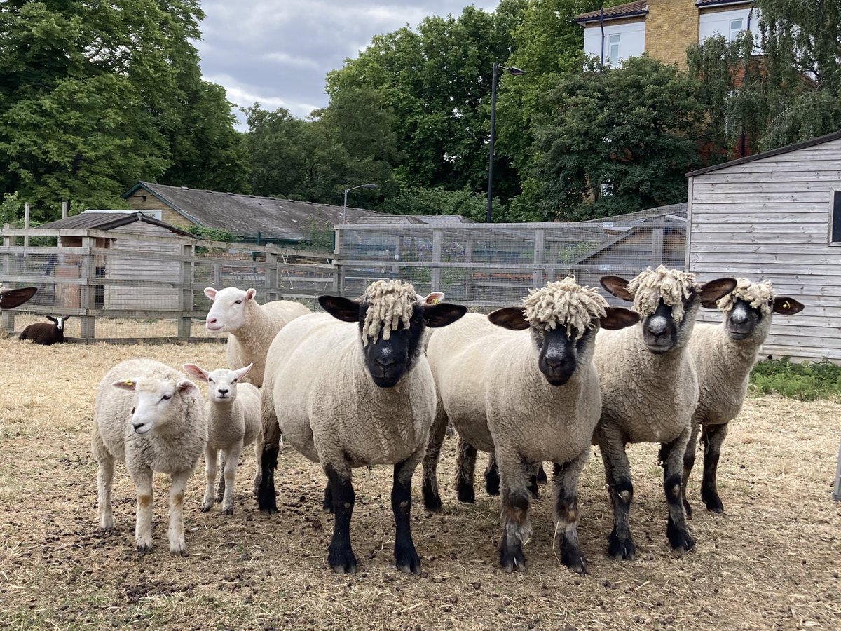 dailysheep1's tweet photo. It is possible to be suitably dressed for hot weather while remaining stylish
@surreydocksfarm 4.7 https://t.co/LbNA7315nY