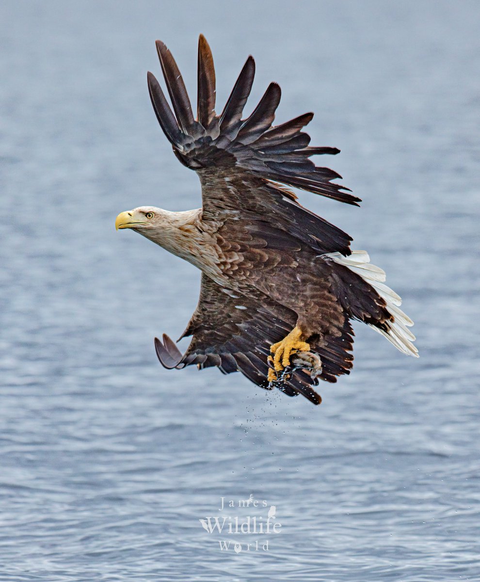 James Ball Wildlife Photography tweet media