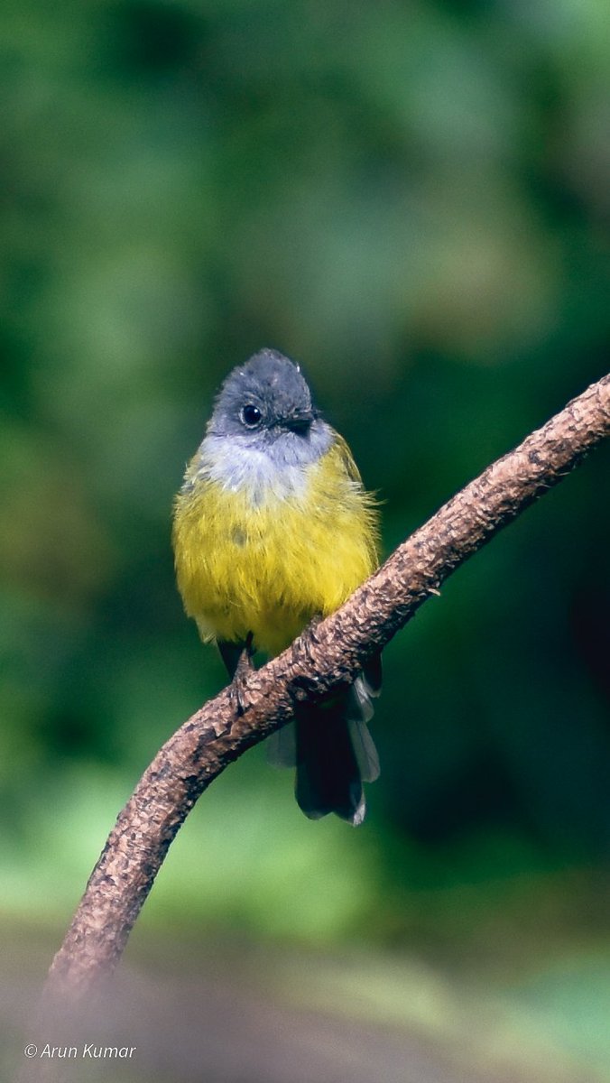 sakarun02's tweet photo. #Greyheaded Canary flycatcher and #piedbushchat https://t.co/JRWbDugBgt