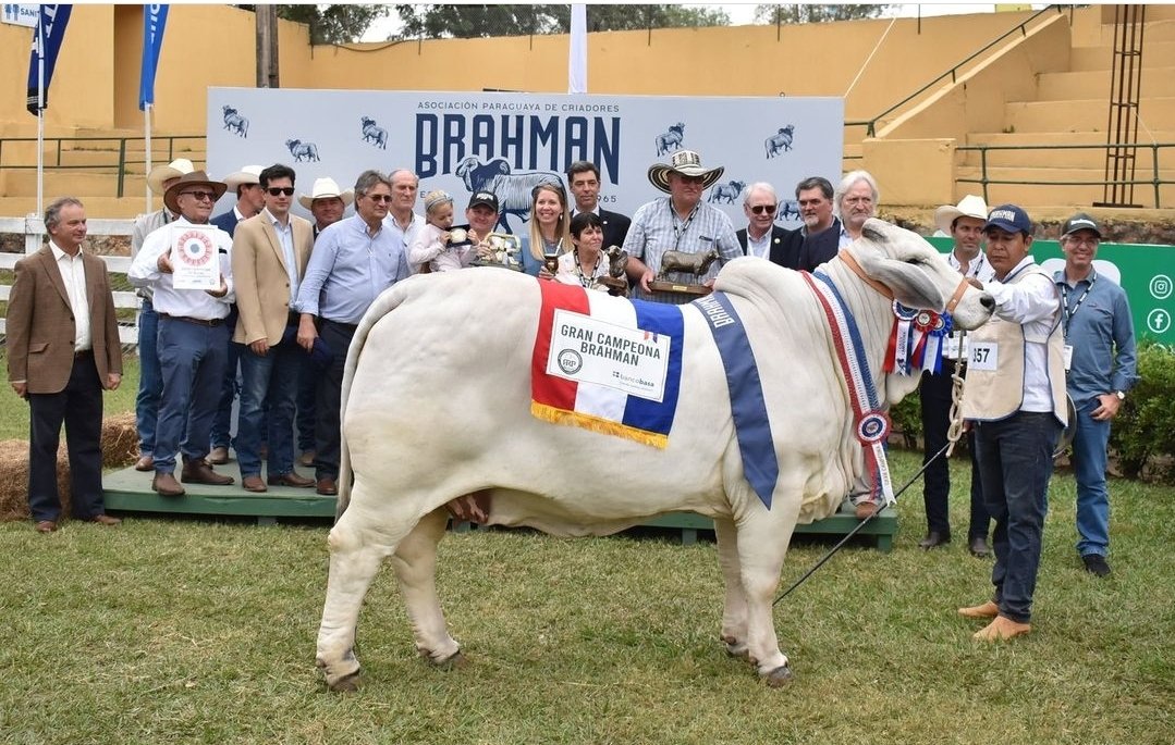 kliewerr's tweet image. Gran Campeona Brahman fue vendida en Gs. 492.000.000 (U$ 71.500)