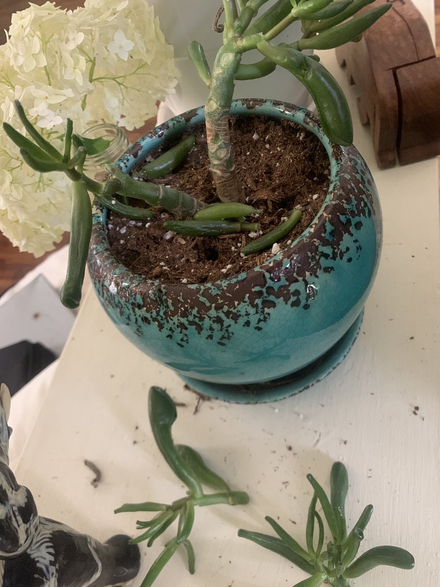 _BailsEE's tweet photo. My cat just destroyed a succulent I’ve been nurturing for 4 years - she has yet to demonstrate any semblance of remorse - tensions are high https://t.co/pxHlCUxDQP